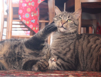 A Cat Fight Before Halloween